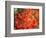 Fall Maple Leaves-Janell Davidson-Framed Photographic Print