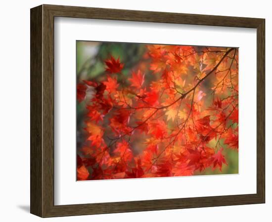 Fall Maple Leaves-Janell Davidson-Framed Photographic Print