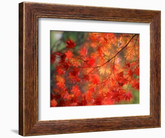 Fall Maple Leaves-Janell Davidson-Framed Photographic Print