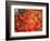 Fall Maple Leaves-Janell Davidson-Framed Photographic Print