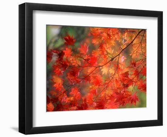 Fall Maple Leaves-Janell Davidson-Framed Photographic Print