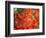 Fall Maple Leaves-Janell Davidson-Framed Photographic Print