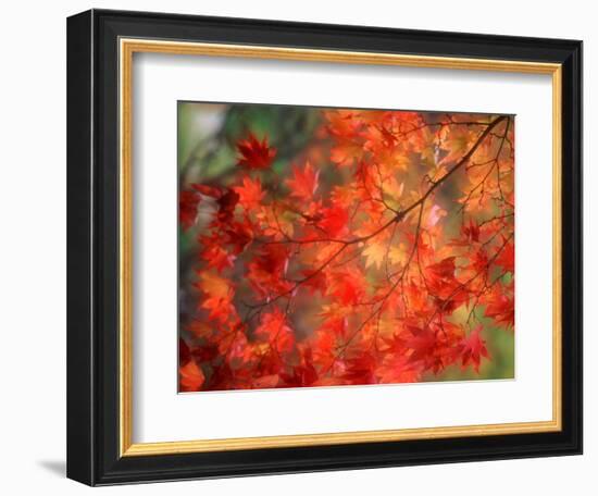 Fall Maple Leaves-Janell Davidson-Framed Photographic Print