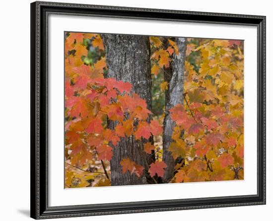 Fall Maple Trees, Keweenaw Penninsula, Michigan, USA-Chuck Haney-Framed Photographic Print