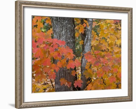 Fall Maple Trees, Keweenaw Penninsula, Michigan, USA-Chuck Haney-Framed Photographic Print