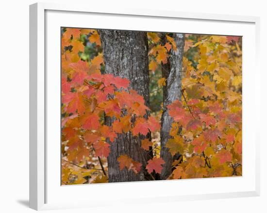 Fall Maple Trees, Keweenaw Penninsula, Michigan, USA-Chuck Haney-Framed Photographic Print