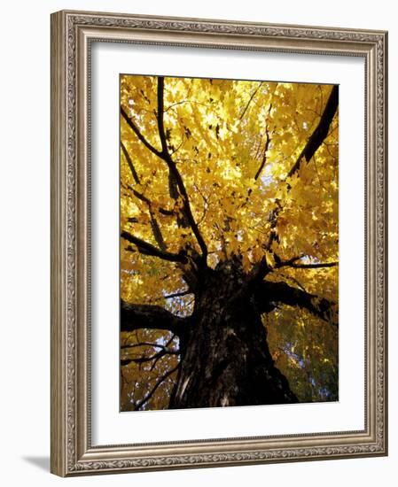 Fall Maple Trees, Vermont, USA-Marilyn Parver-Framed Photographic Print