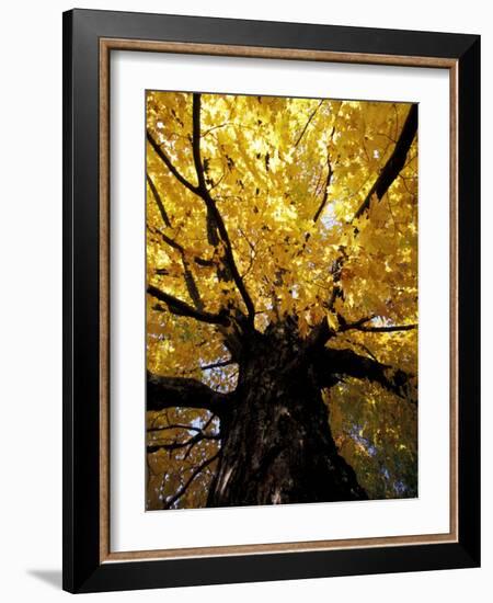 Fall Maple Trees, Vermont, USA-Marilyn Parver-Framed Photographic Print