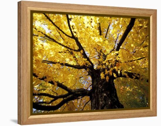 Fall Maple Trees, Vermont, USA-Marilyn Parver-Framed Premier Image Canvas