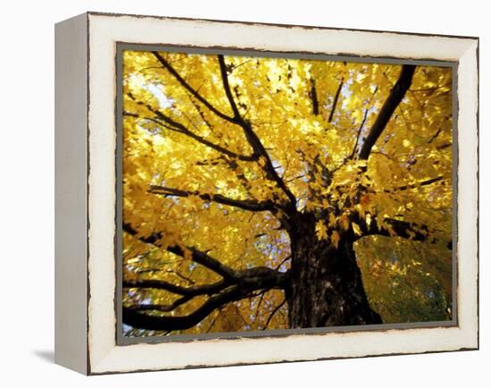 Fall Maple Trees, Vermont, USA-Marilyn Parver-Framed Premier Image Canvas