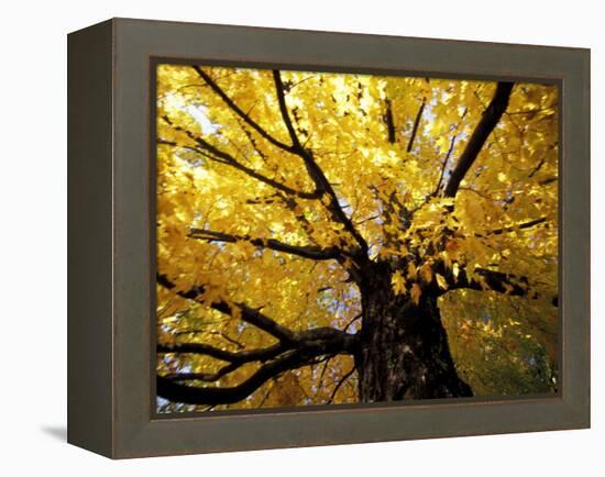 Fall Maple Trees, Vermont, USA-Marilyn Parver-Framed Premier Image Canvas