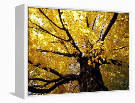 Fall Maple Trees, Vermont, USA-Marilyn Parver-Framed Premier Image Canvas