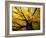 Fall Maple Trees, Vermont, USA-Marilyn Parver-Framed Photographic Print