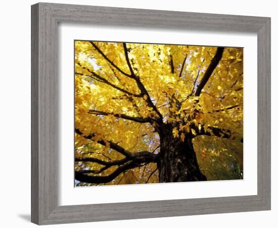 Fall Maple Trees, Vermont, USA-Marilyn Parver-Framed Photographic Print
