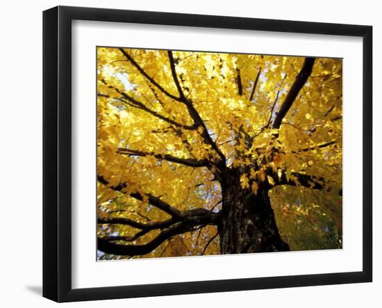 Fall Maple Trees, Vermont, USA-Marilyn Parver-Framed Photographic Print