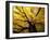 Fall Maple Trees, Vermont, USA-Marilyn Parver-Framed Photographic Print