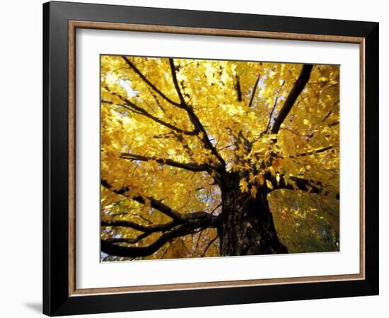 Fall Maple Trees, Vermont, USA-Marilyn Parver-Framed Photographic Print