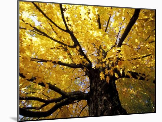 Fall Maple Trees, Vermont, USA-Marilyn Parver-Mounted Photographic Print