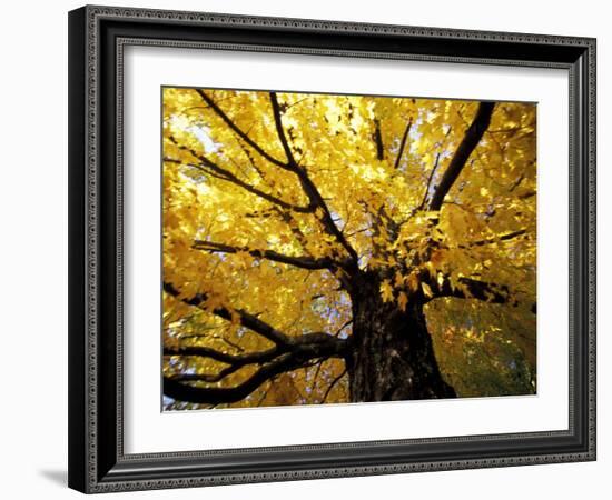 Fall Maple Trees, Vermont, USA-Marilyn Parver-Framed Photographic Print