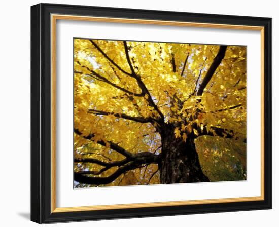 Fall Maple Trees, Vermont, USA-Marilyn Parver-Framed Photographic Print