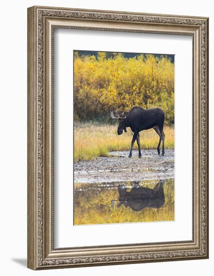 Fall Moose-Jason Savage-Framed Art Print