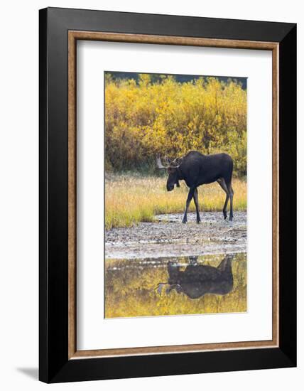 Fall Moose-Jason Savage-Framed Art Print