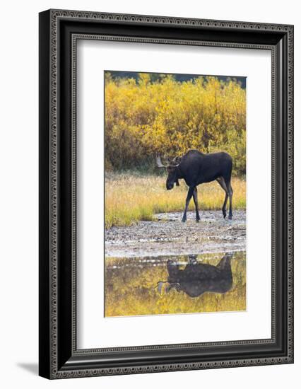 Fall Moose-Jason Savage-Framed Art Print