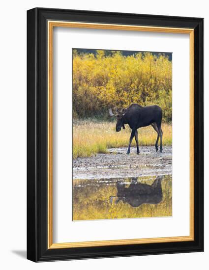 Fall Moose-Jason Savage-Framed Art Print