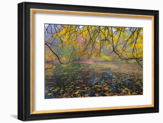 Fall New York Botanical Garden-null-Framed Art Print