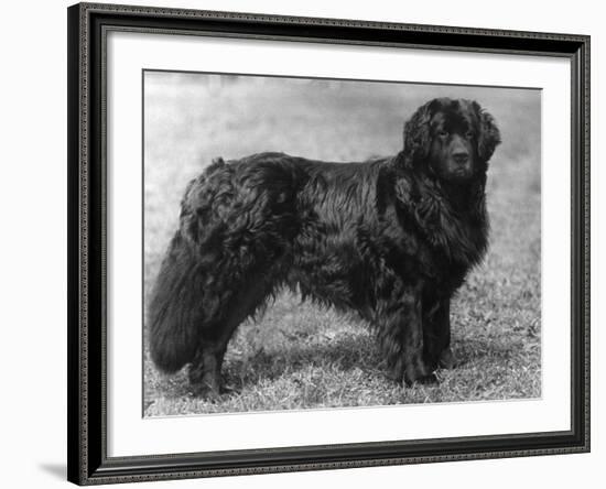 Fall, Newfoundland, 1934-Thomas Fall-Framed Photographic Print