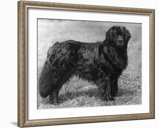 Fall, Newfoundland, 1934-Thomas Fall-Framed Photographic Print