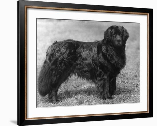 Fall, Newfoundland, 1934-Thomas Fall-Framed Photographic Print