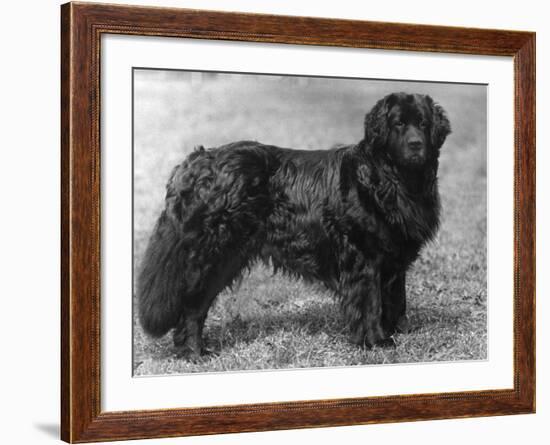 Fall, Newfoundland, 1934-Thomas Fall-Framed Photographic Print