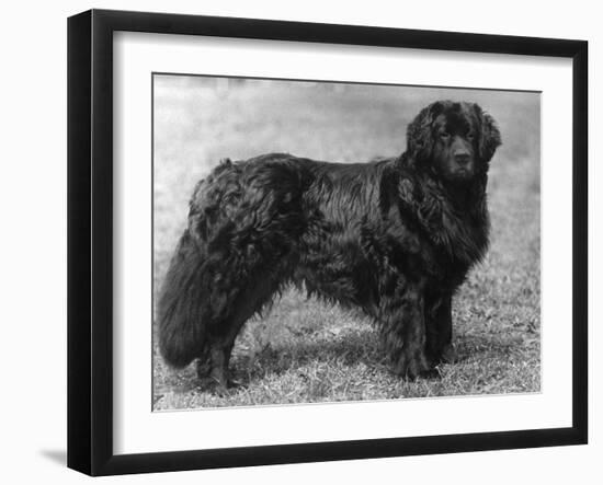 Fall, Newfoundland, 1934-Thomas Fall-Framed Photographic Print