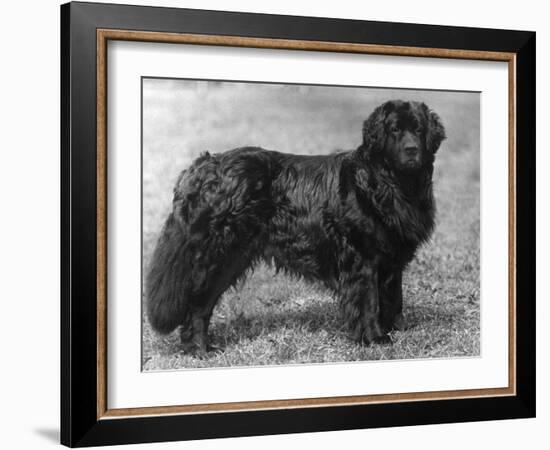 Fall, Newfoundland, 1934-Thomas Fall-Framed Photographic Print