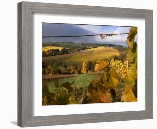 Fall Over the Knudsen and Bella Vida Vineyards, Willamette Valley, Oregon, USA-Janis Miglavs-Framed Photographic Print