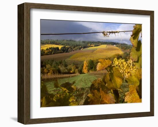 Fall Over the Knudsen and Bella Vida Vineyards, Willamette Valley, Oregon, USA-Janis Miglavs-Framed Photographic Print