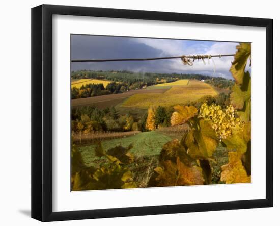 Fall Over the Knudsen and Bella Vida Vineyards, Willamette Valley, Oregon, USA-Janis Miglavs-Framed Photographic Print