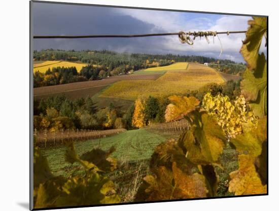 Fall Over the Knudsen and Bella Vida Vineyards, Willamette Valley, Oregon, USA-Janis Miglavs-Mounted Photographic Print