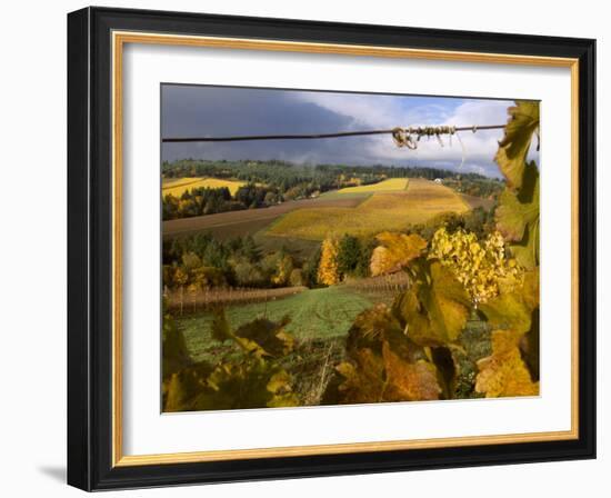 Fall Over the Knudsen and Bella Vida Vineyards, Willamette Valley, Oregon, USA-Janis Miglavs-Framed Photographic Print