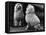 Fall, Poodle and Mirror-Thomas Fall-Framed Premier Image Canvas
