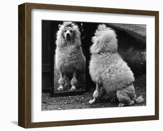 Fall, Poodle and Mirror-Thomas Fall-Framed Photographic Print