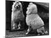 Fall, Poodle and Mirror-Thomas Fall-Mounted Photographic Print