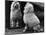 Fall, Poodle and Mirror-Thomas Fall-Mounted Photographic Print