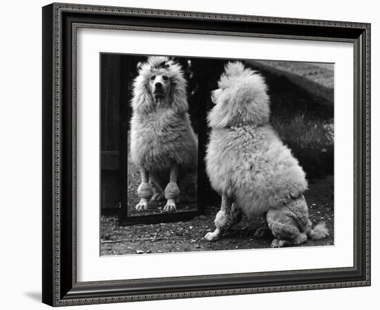 Fall, Poodle and Mirror-Thomas Fall-Framed Photographic Print