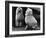 Fall, Poodle and Mirror-Thomas Fall-Framed Photographic Print