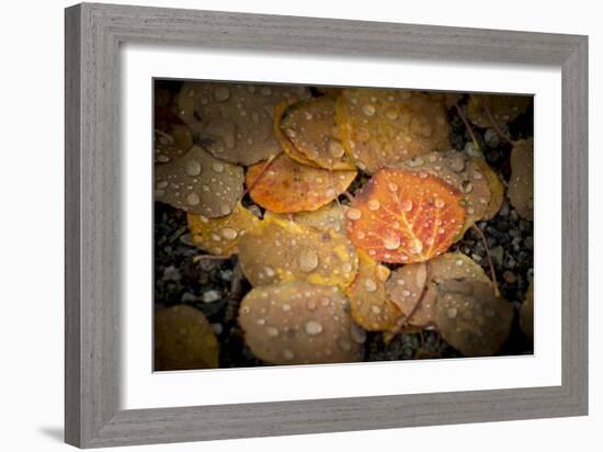 Fall Rains-Dan Ballard-Framed Photographic Print