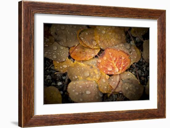 Fall Rains-Dan Ballard-Framed Photographic Print