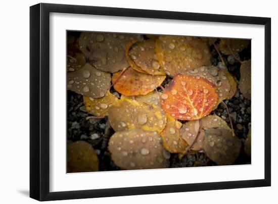 Fall Rains-Dan Ballard-Framed Photographic Print