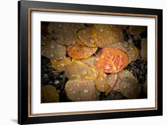 Fall Rains-Dan Ballard-Framed Photographic Print